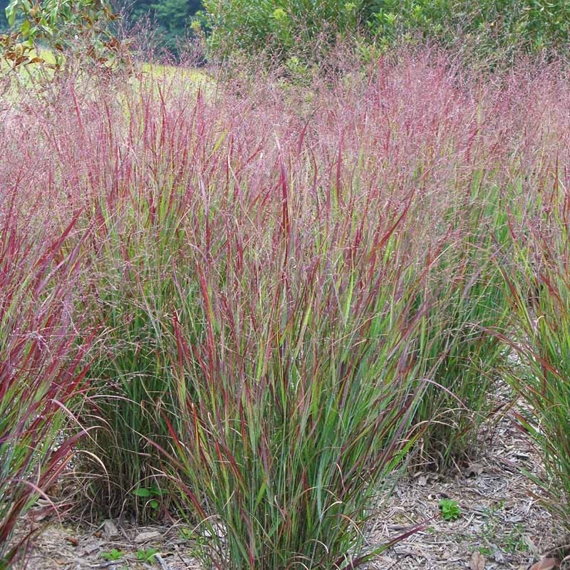 Grass - Panicum v. 'Shenandoah'