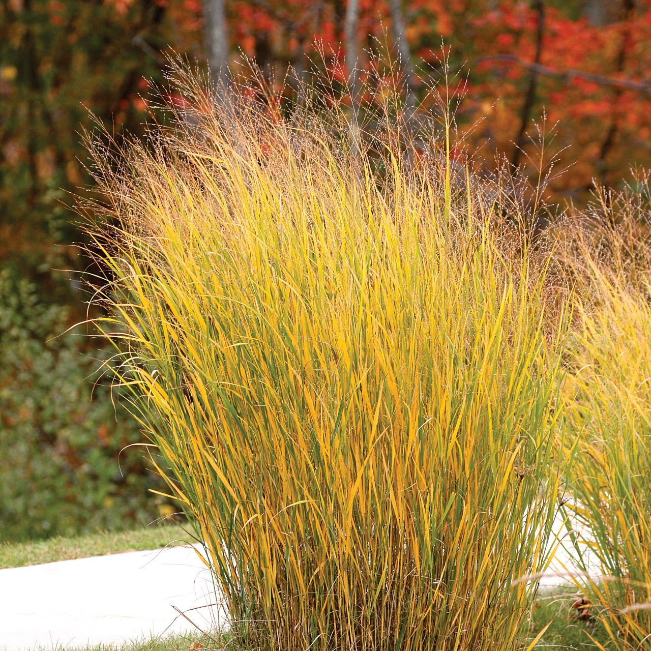 Panicum virgatum