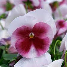 Pansy Beacon Rose