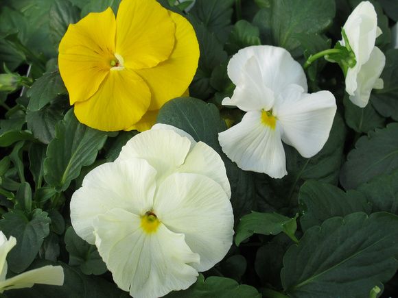 Pansy Delta Buttered Popcorn Mix
