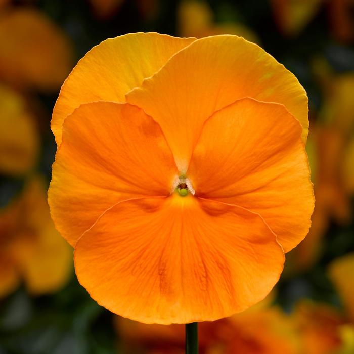 Pansy Delta 'Clear Orange'