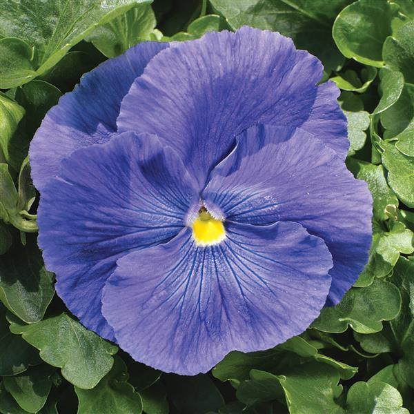 Pansy Delta 'Clear Light Blue'