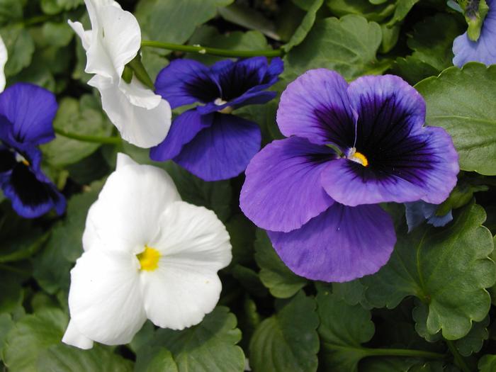 Pansy Delta Cool Water Mix