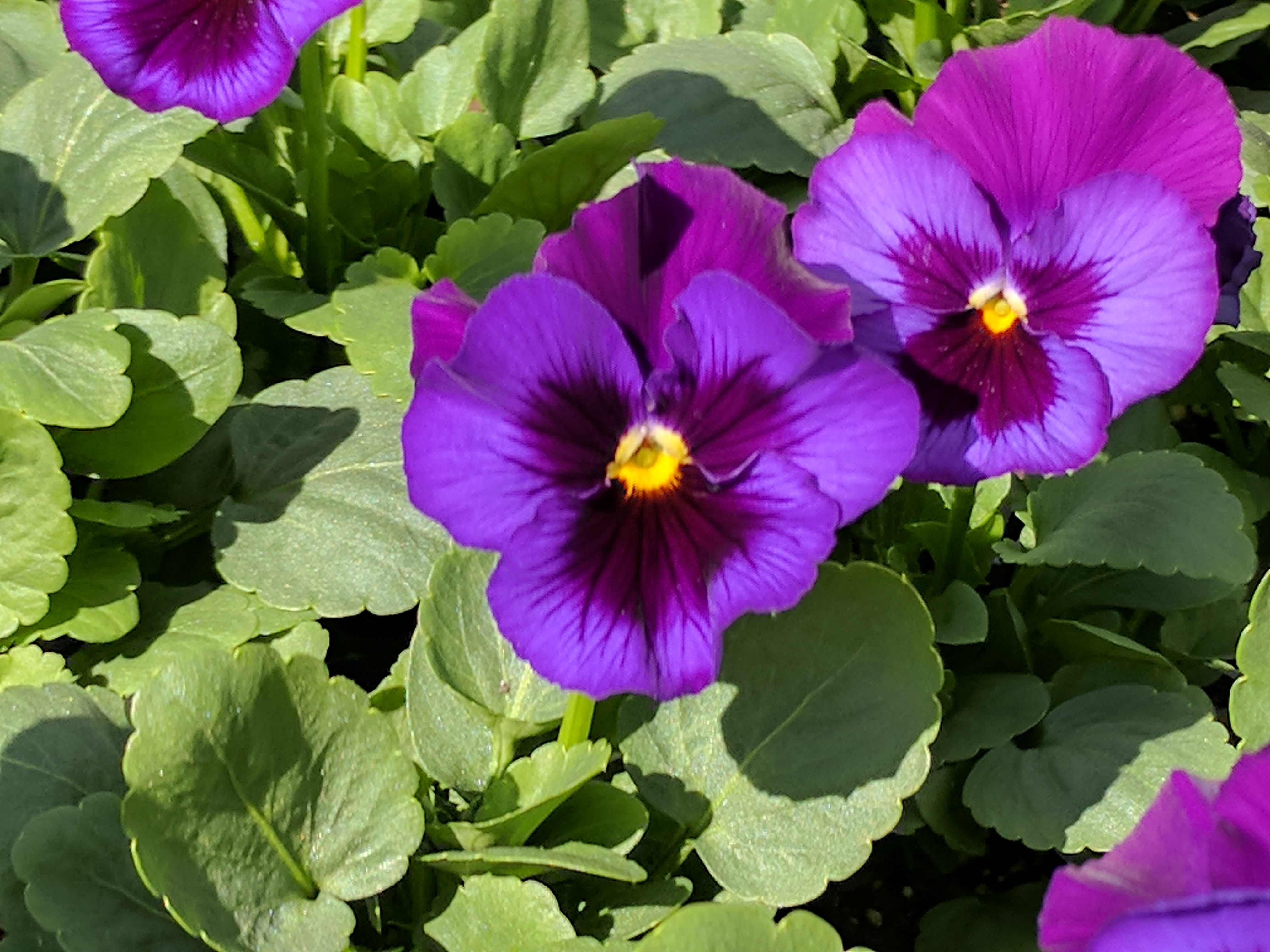 Pansy Delta Premium Neon Violet