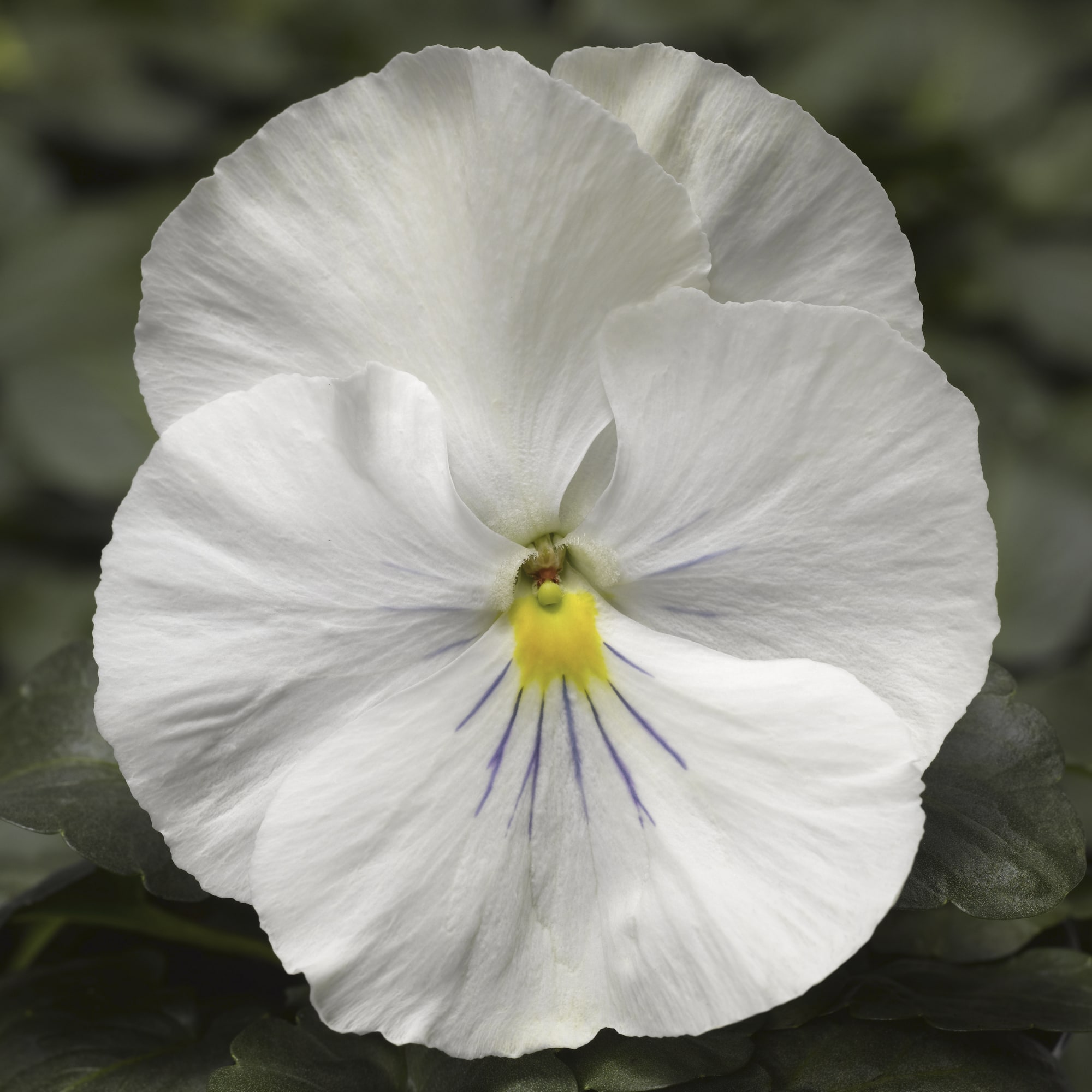 Pansy Delta Speedy 'Clear White'