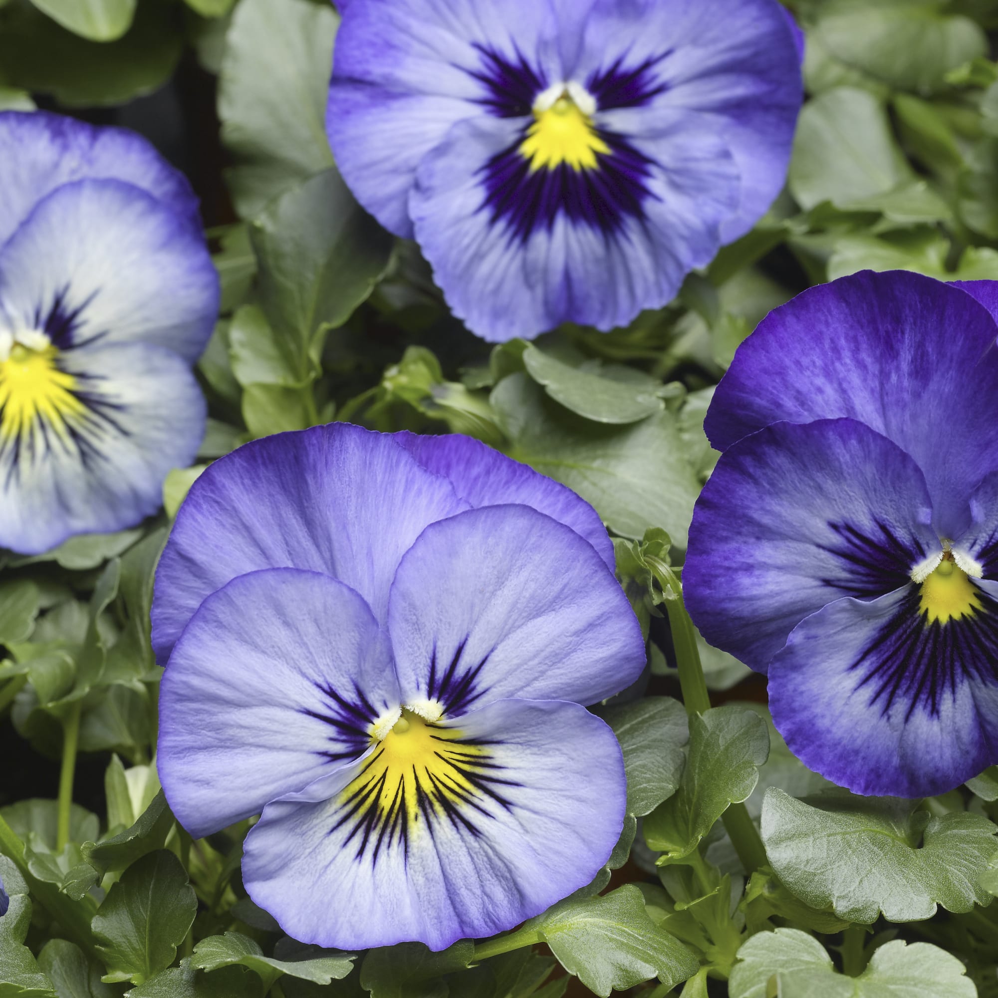 Pansy Delta Speedy 'Frost'