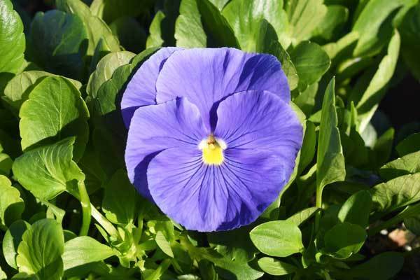 Pansy Delta Premium True Blue