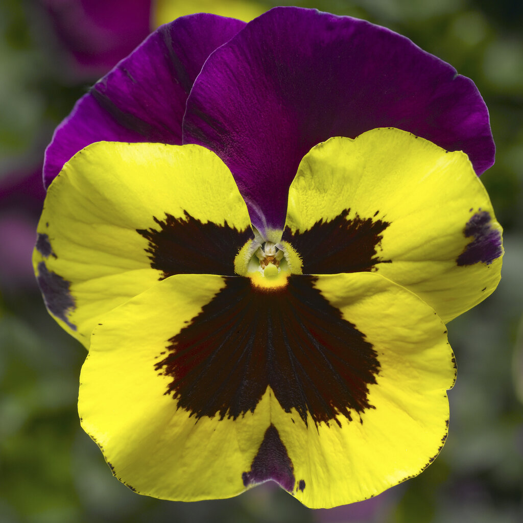 Pansy Delta 'Yellow with Purple Wing'