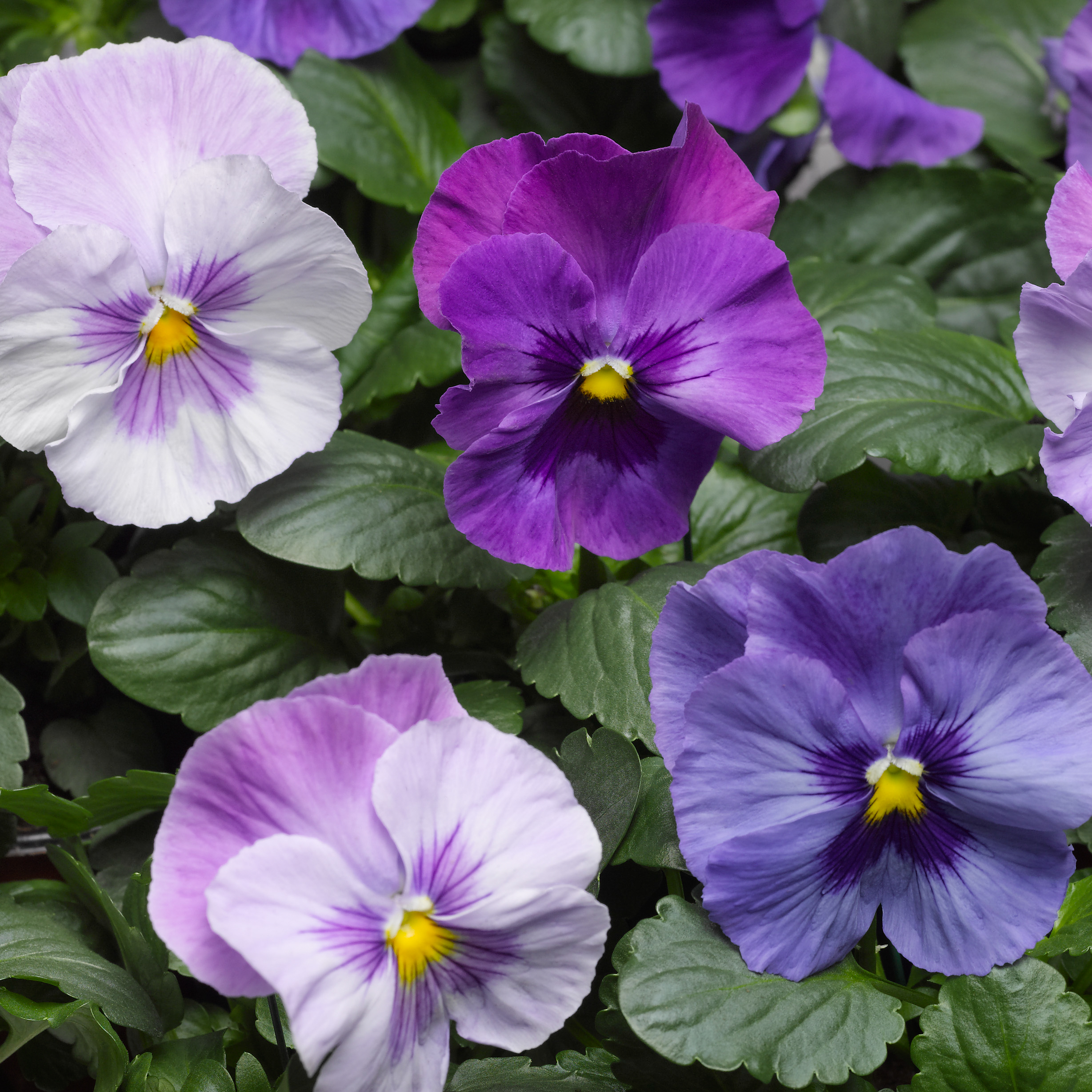 Pansy Delta 'Lavender Blue Shades'