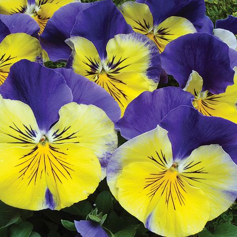 Pansy Matrix Morpheus