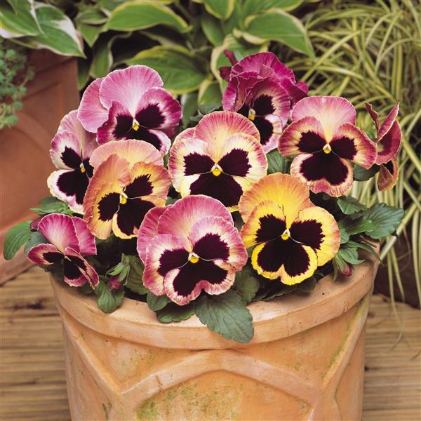 Pansy Matrix Sunrise