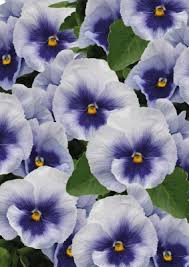 Metallic Blue Blotch Pansy