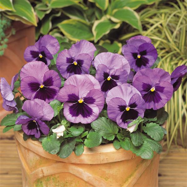 Pansy Matrix Spring Ocean