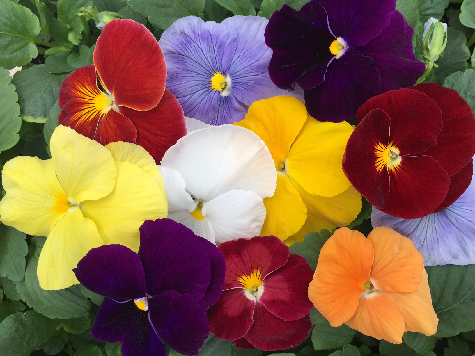 Pansy Delta Premium Pure Color Mix