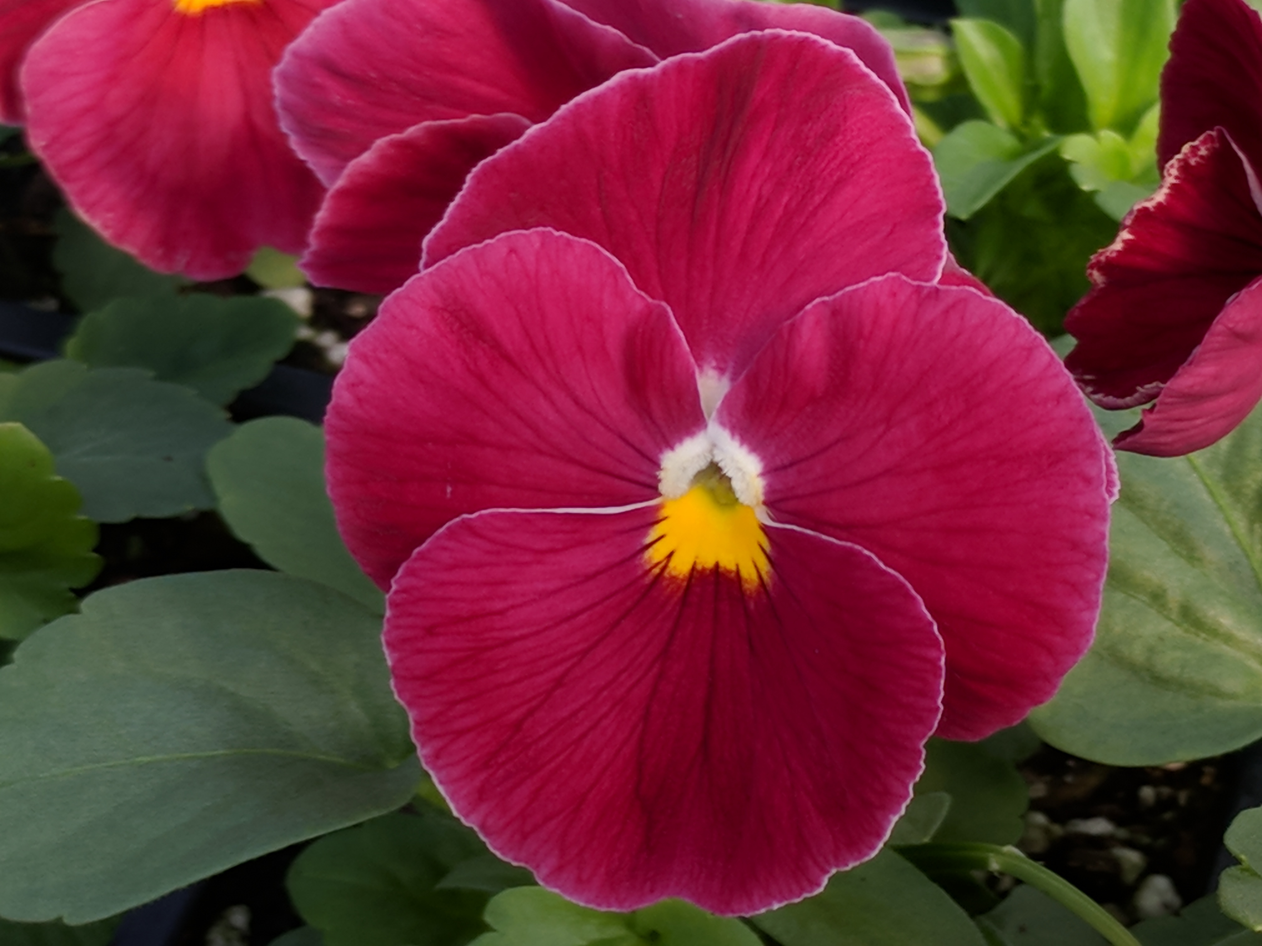 Pansy Delta 'Pure Rose'