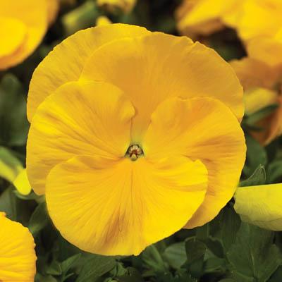 Pansy Delta Premium Pure Yellow