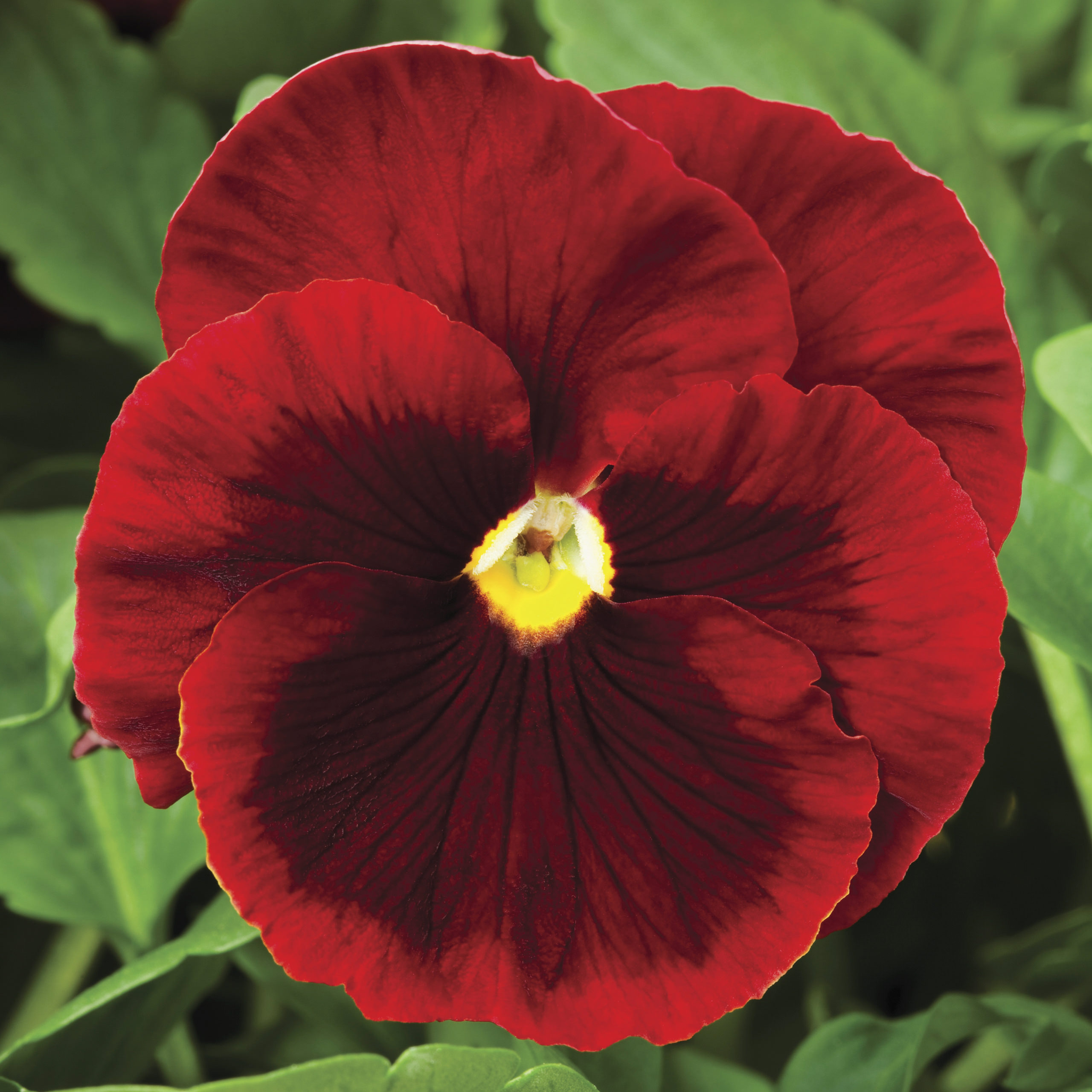 Pansy Pure Red