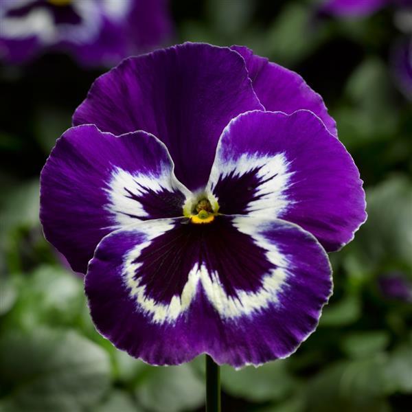 Pansy Delta 'Violet and White'
