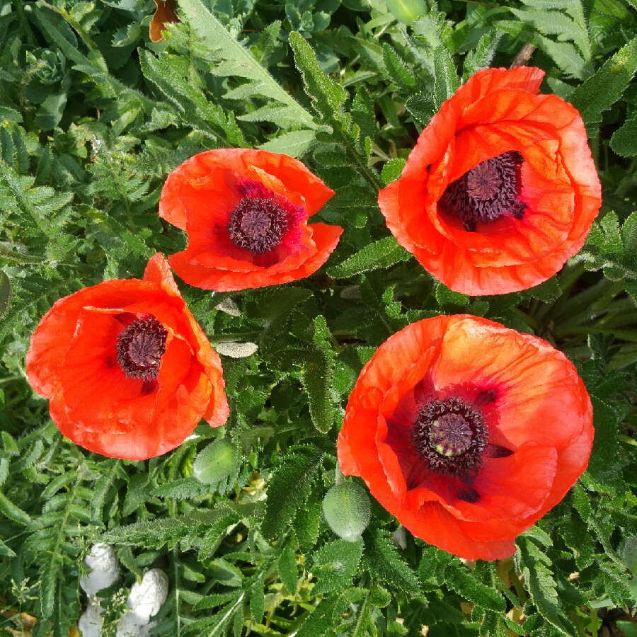 Papaver orient. 'Allegro'