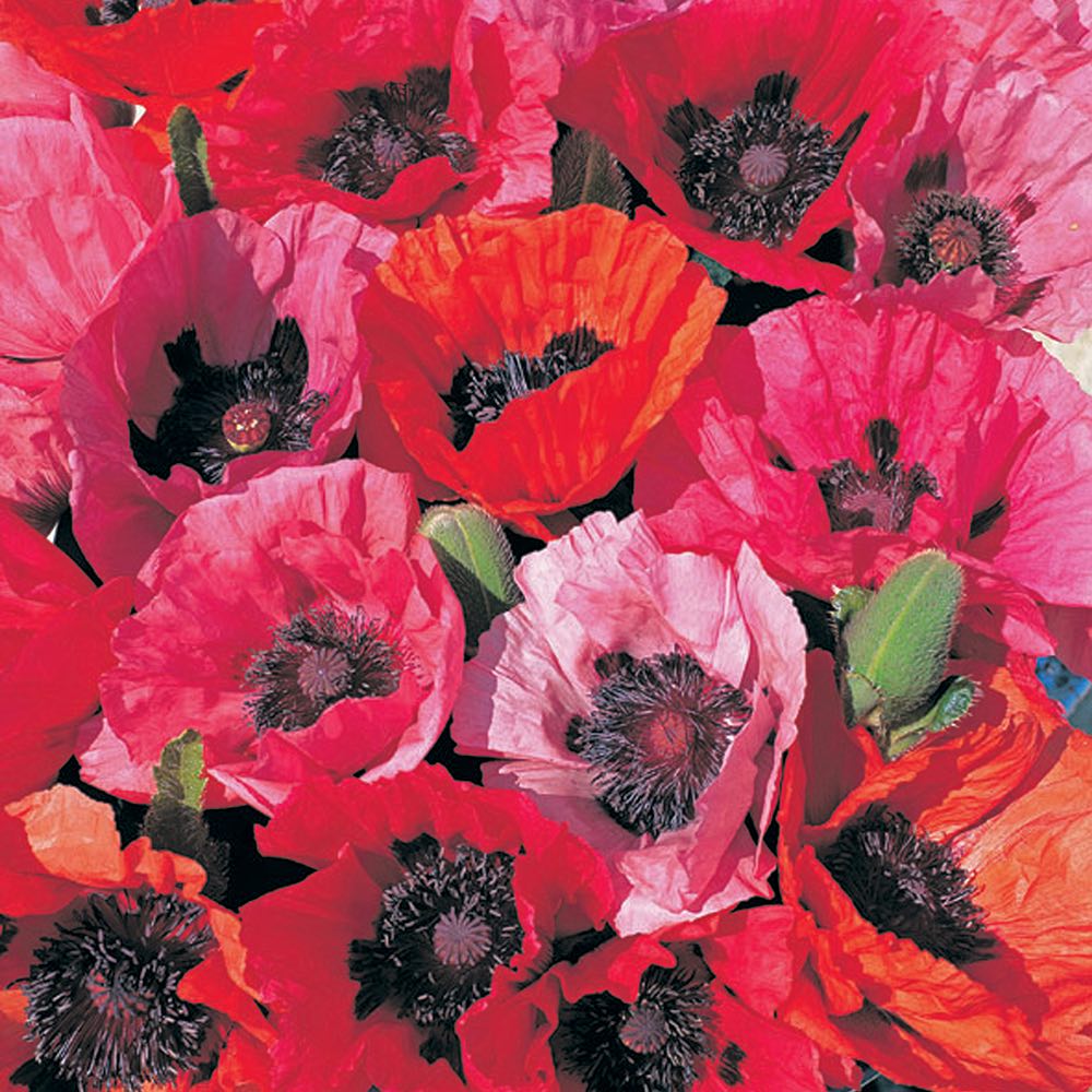 Papaver orient. 'Fruit Punch'