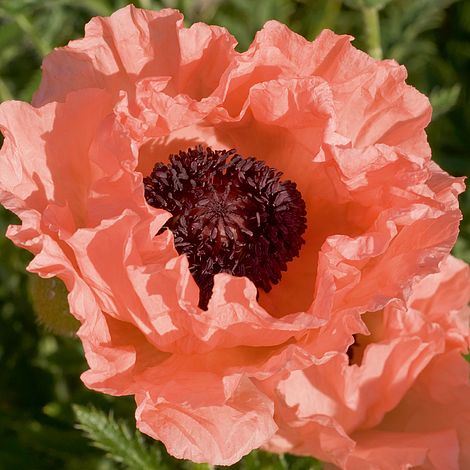 Papaver o. 'Princess Victoria Louise'