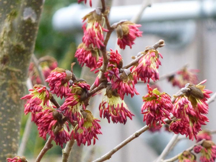 Parrotia persica 'Vanessa'