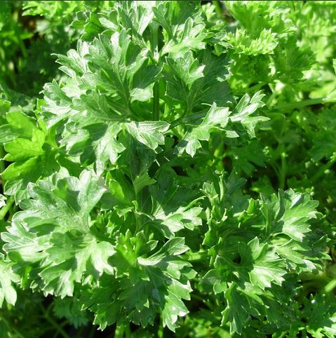 Parsley - Petroselinum crispum 'Curled'