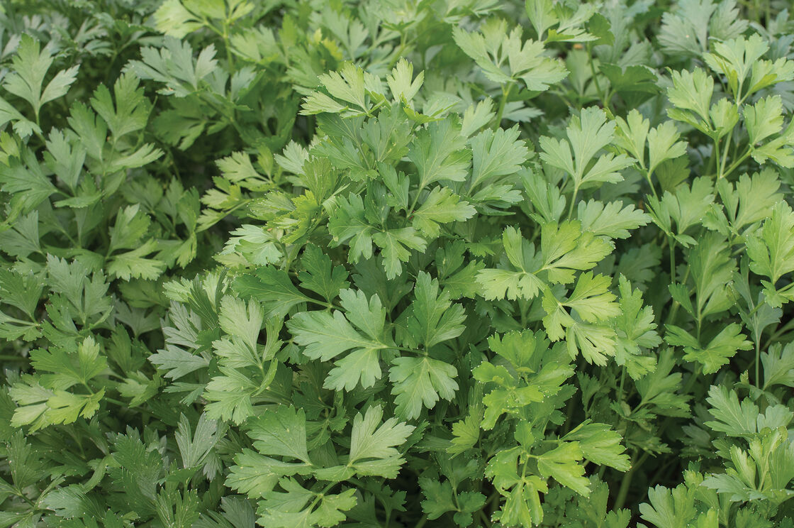 Parsley - Petroselinum 'Giant of Italy'