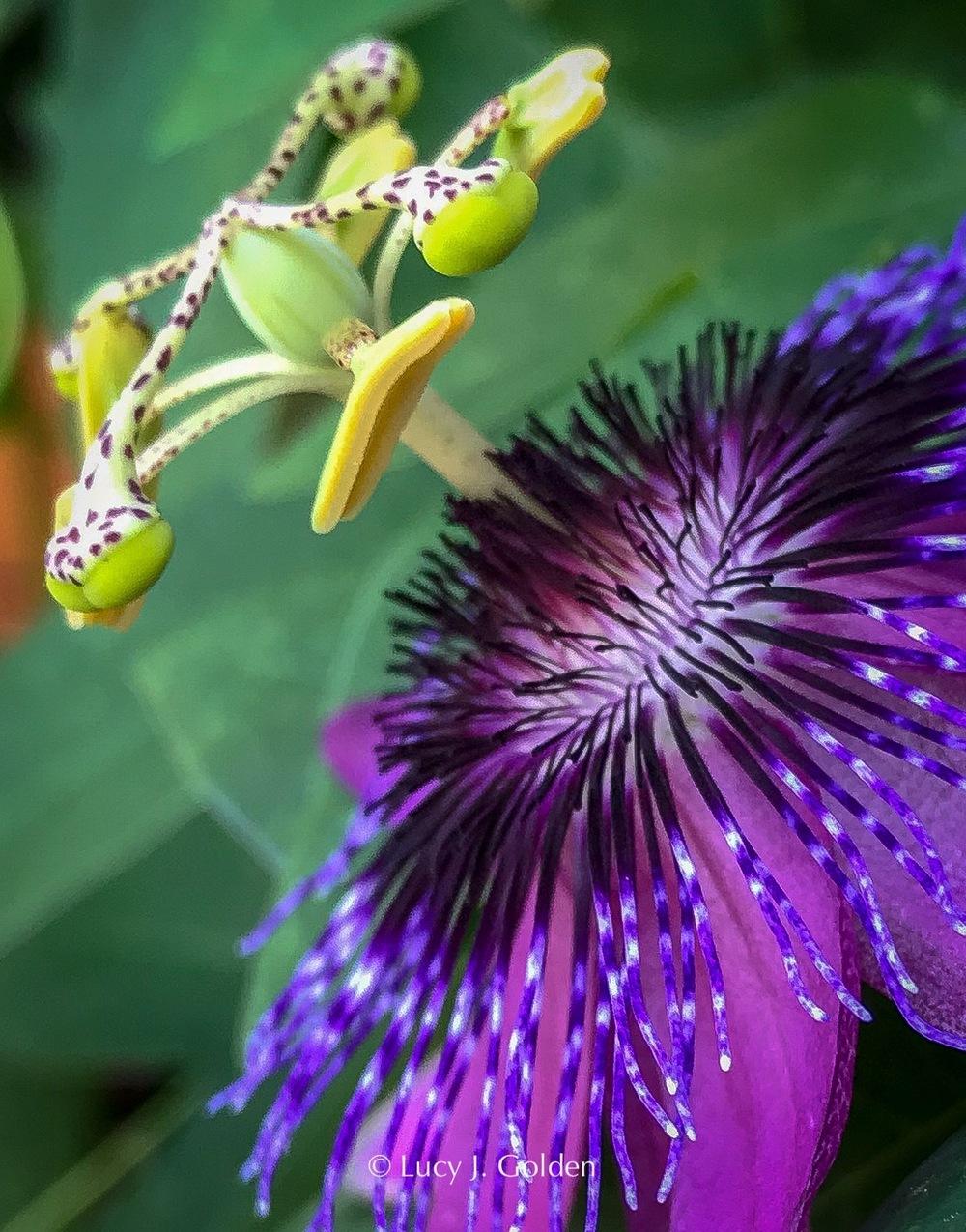 Passiflora 'Aphrodite's Purple Nightie