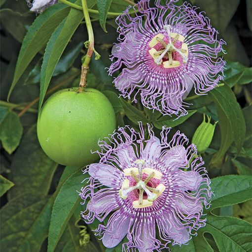 Passiflora 'Maypop'