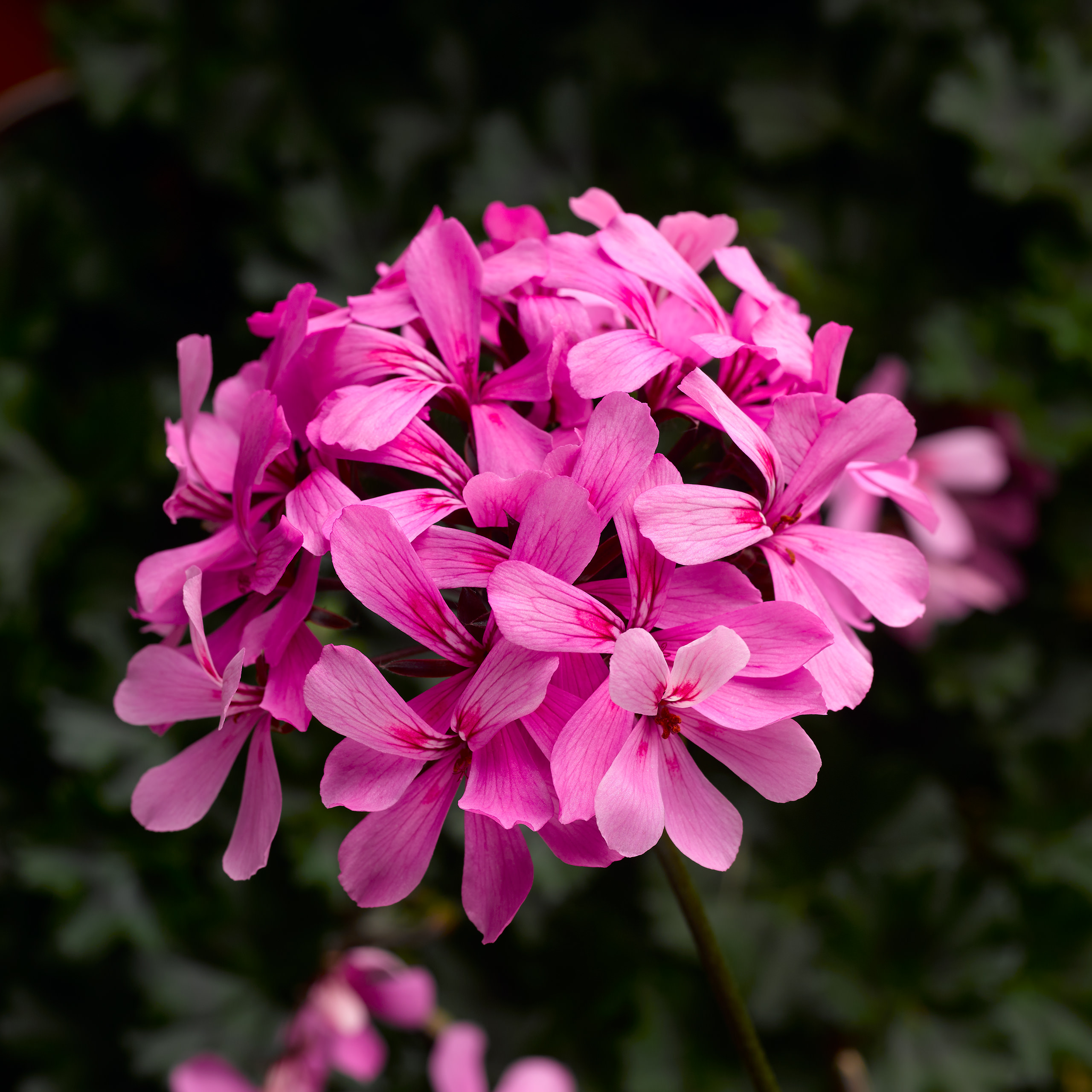 Pelargonium Caldera 'Pink'