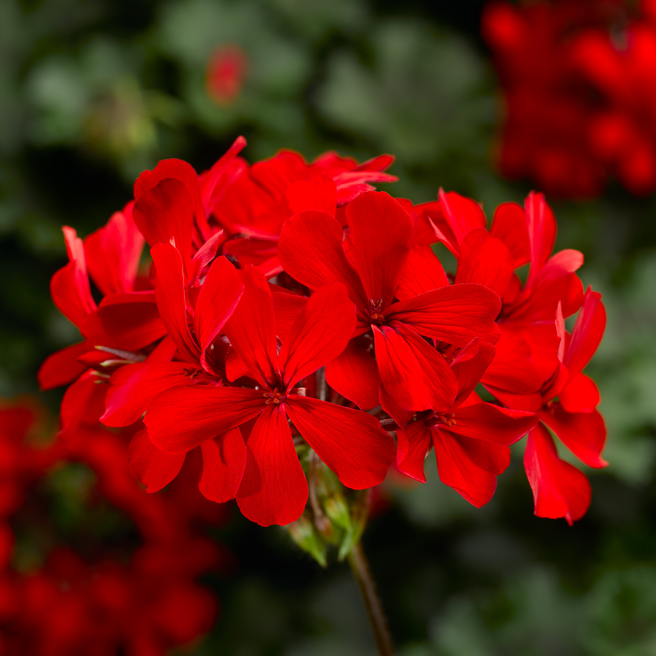 Pelargonium Caldera 'Red'