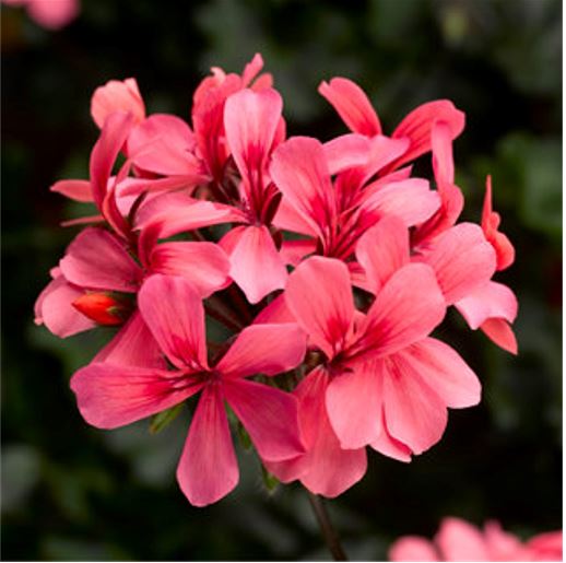 Pelargonium Caldera 'Salmon'