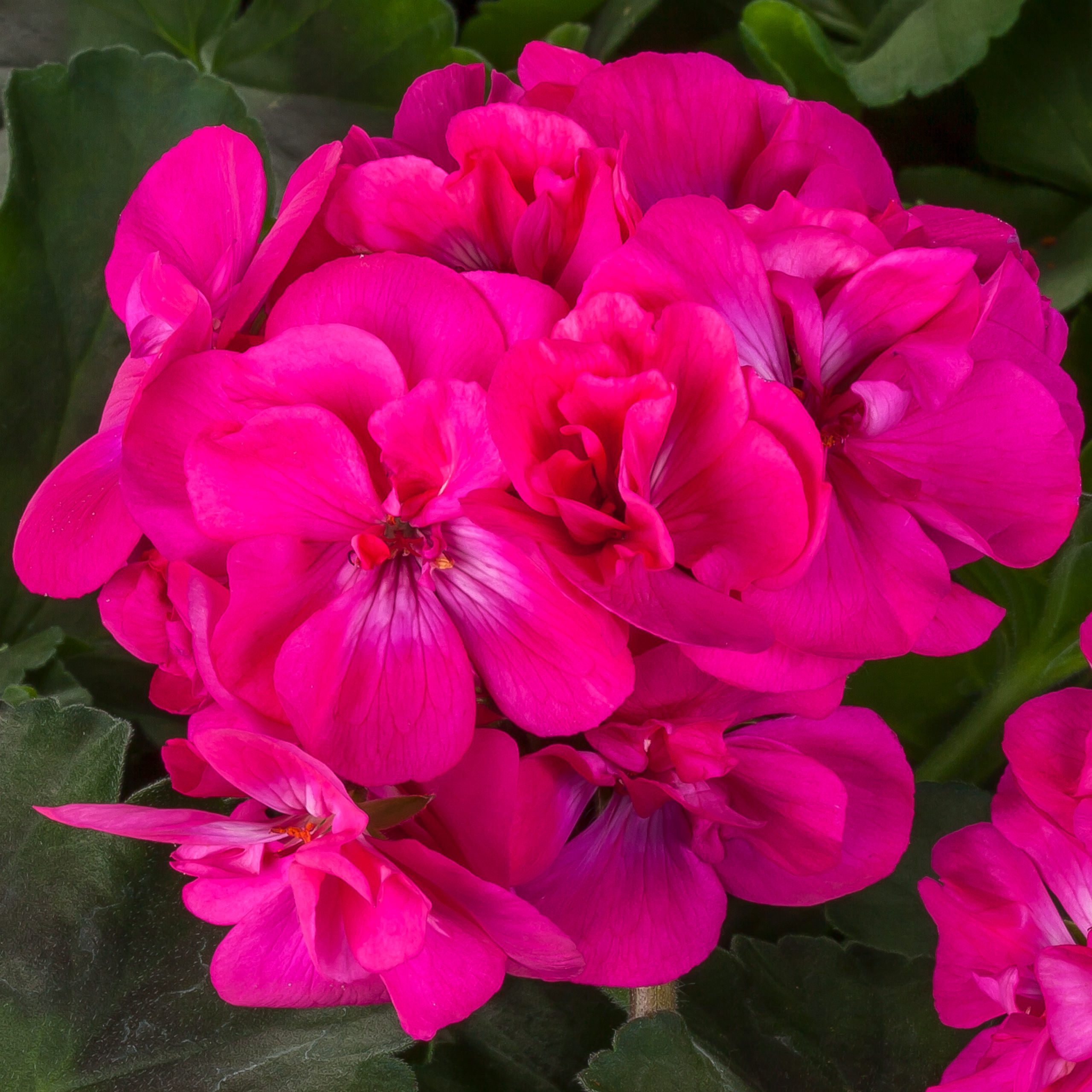 Pelargonium Hyb Calliope Med DarkPink