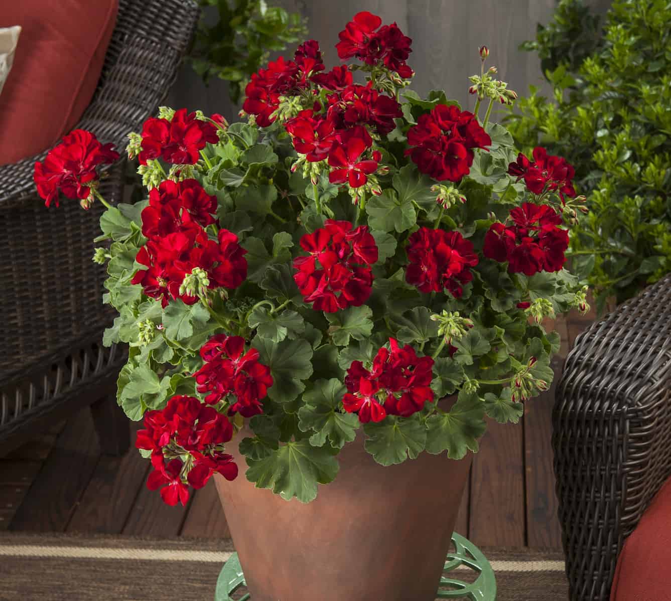 Pelargonium Hyb Calliope Dark Red