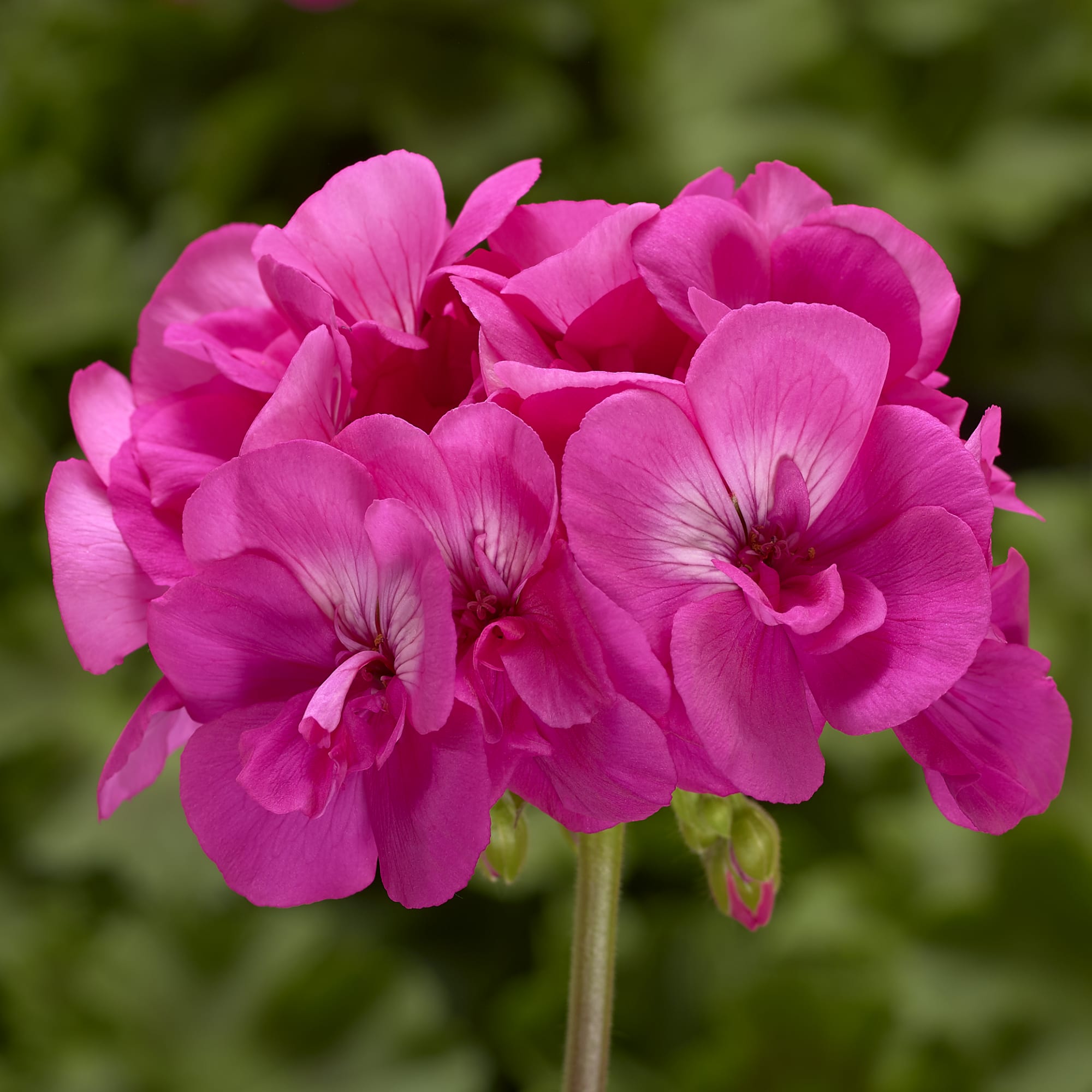 Pelargonium Hyb Calliope 'Large Hot Pink'