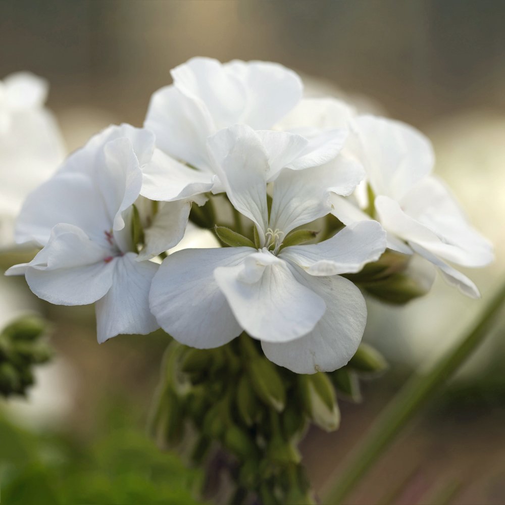 Pelargonium Hyb Calliope White