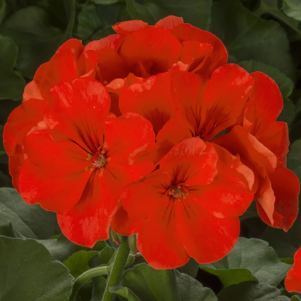 Orange Splash Calliope Geranium