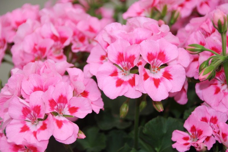 Pelargonium Hyb Calliope Pink Flame