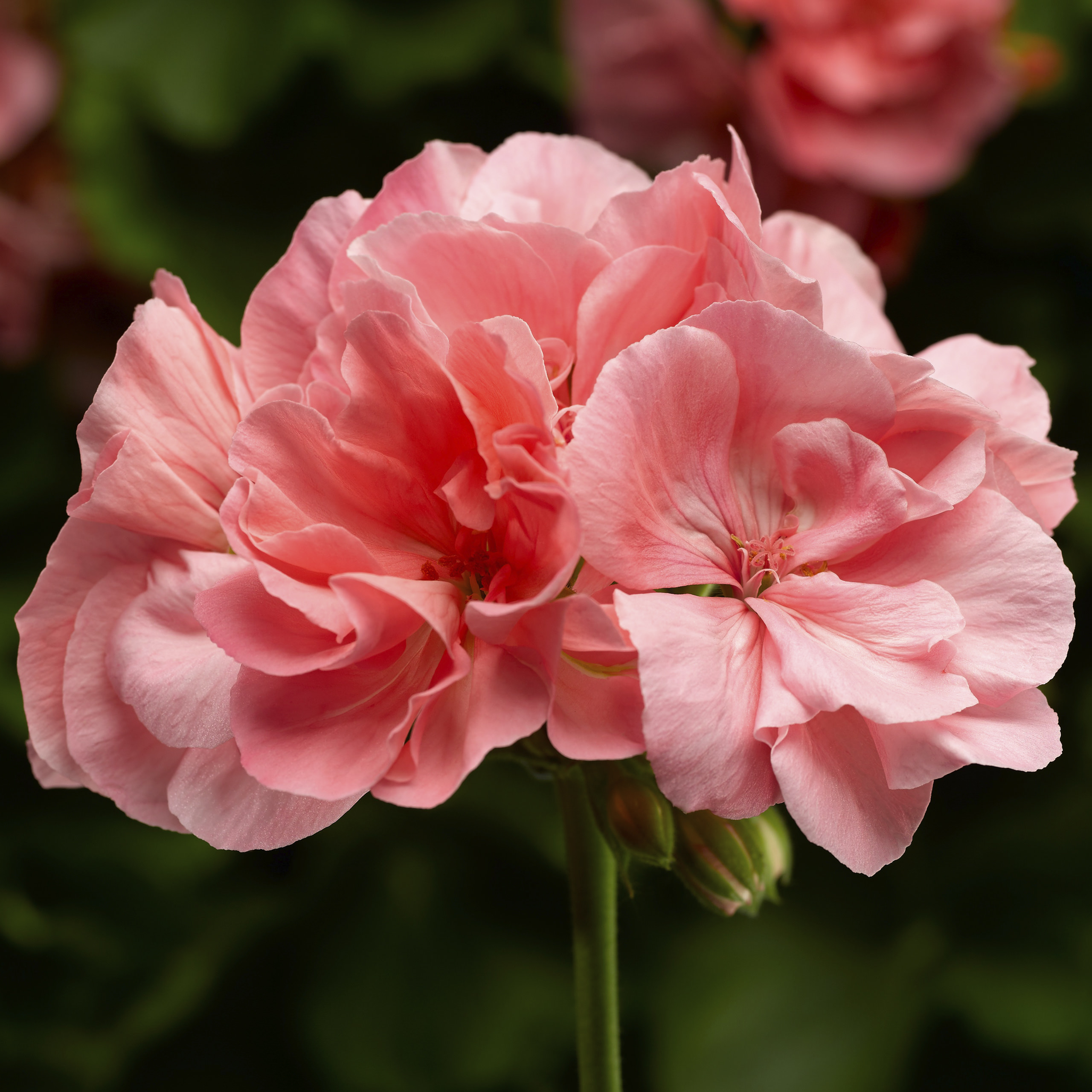 Pelargonium Hyb Calliope Lg 'Salmon'