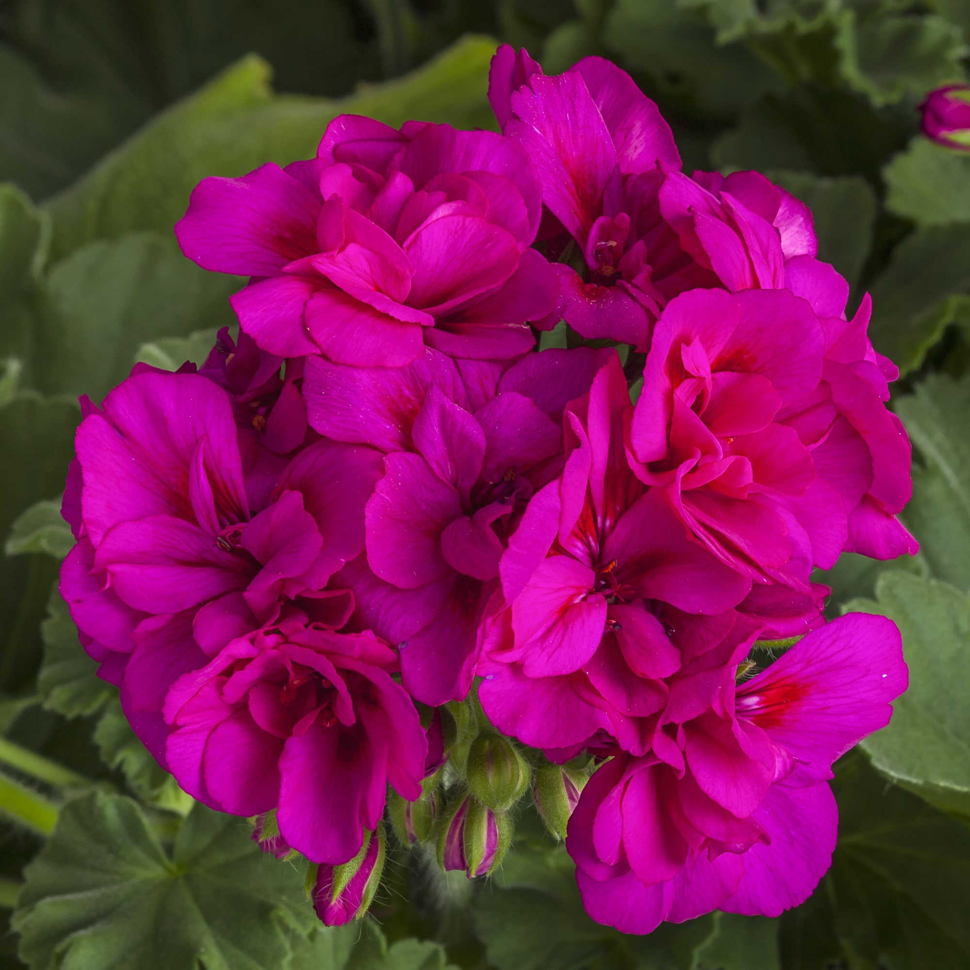 Pelargonium Calliope 'Med Violet'