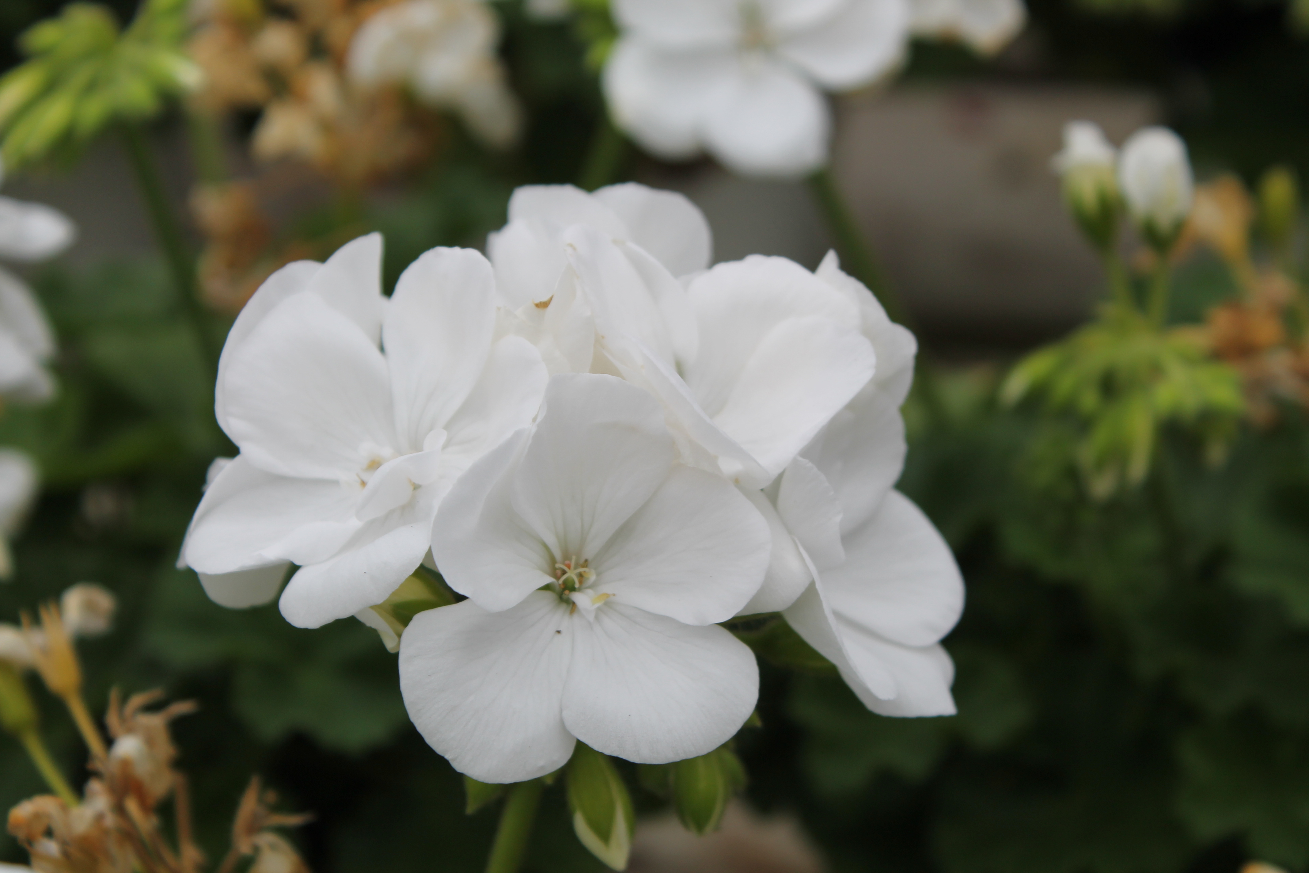 Pelargonium Hyb Calliope 'White'