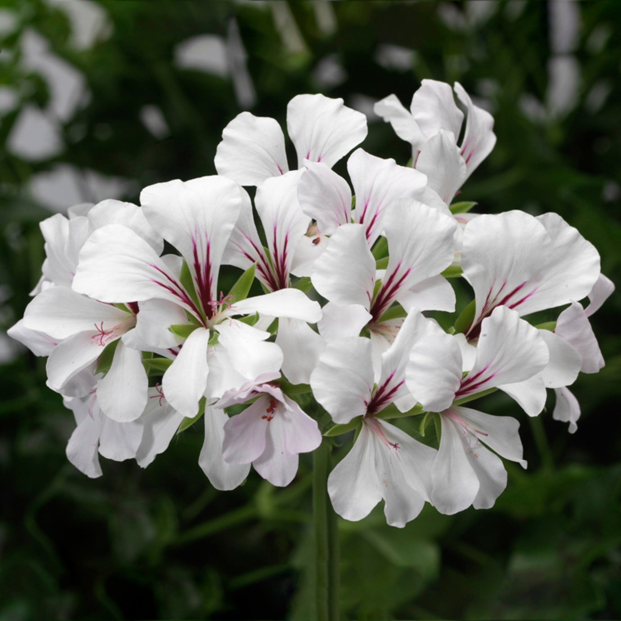 Pelargonium Pelt Cascade 'White'
