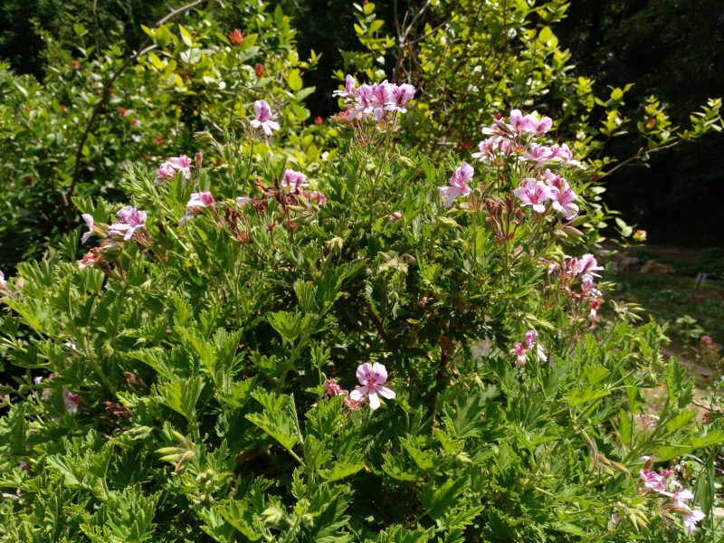 Pelargonium citrodorum