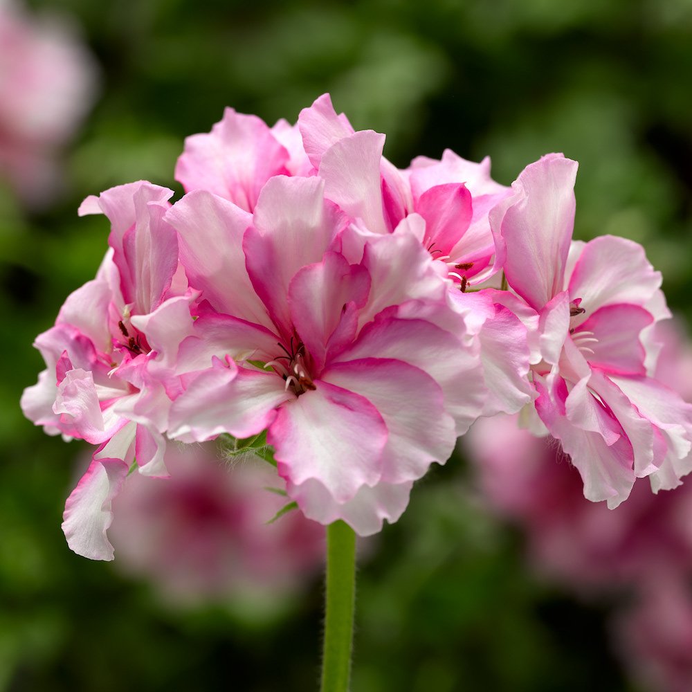 Pelargonium Ivy League 'Cherry Blossom'