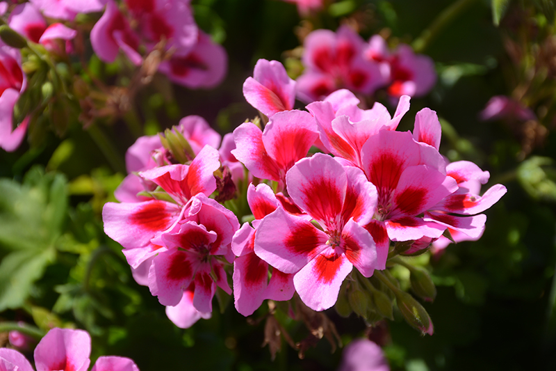 Pelargonium Marcada Pink and Purple Eye