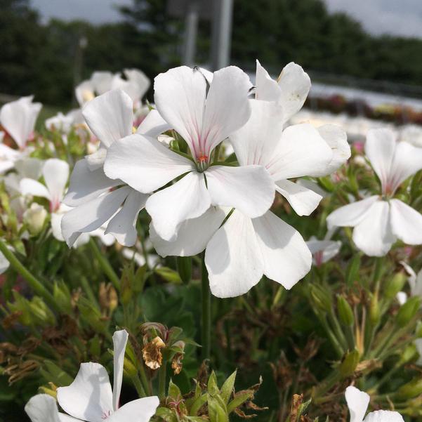 Pelargonium Marcada White