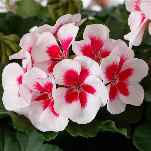 Pelargonium Mojo White Splash