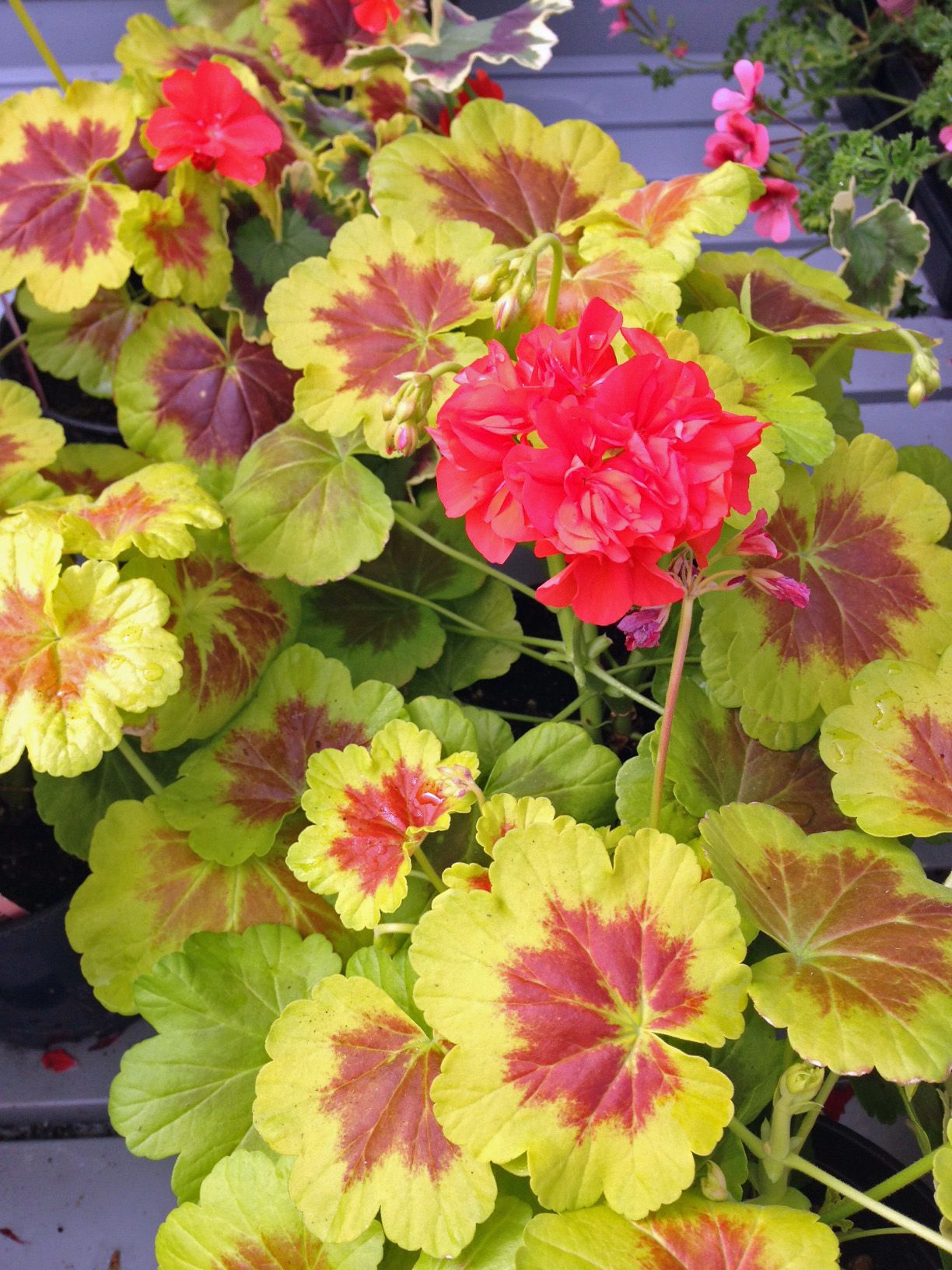 Pelargonium Hort Occold Shield