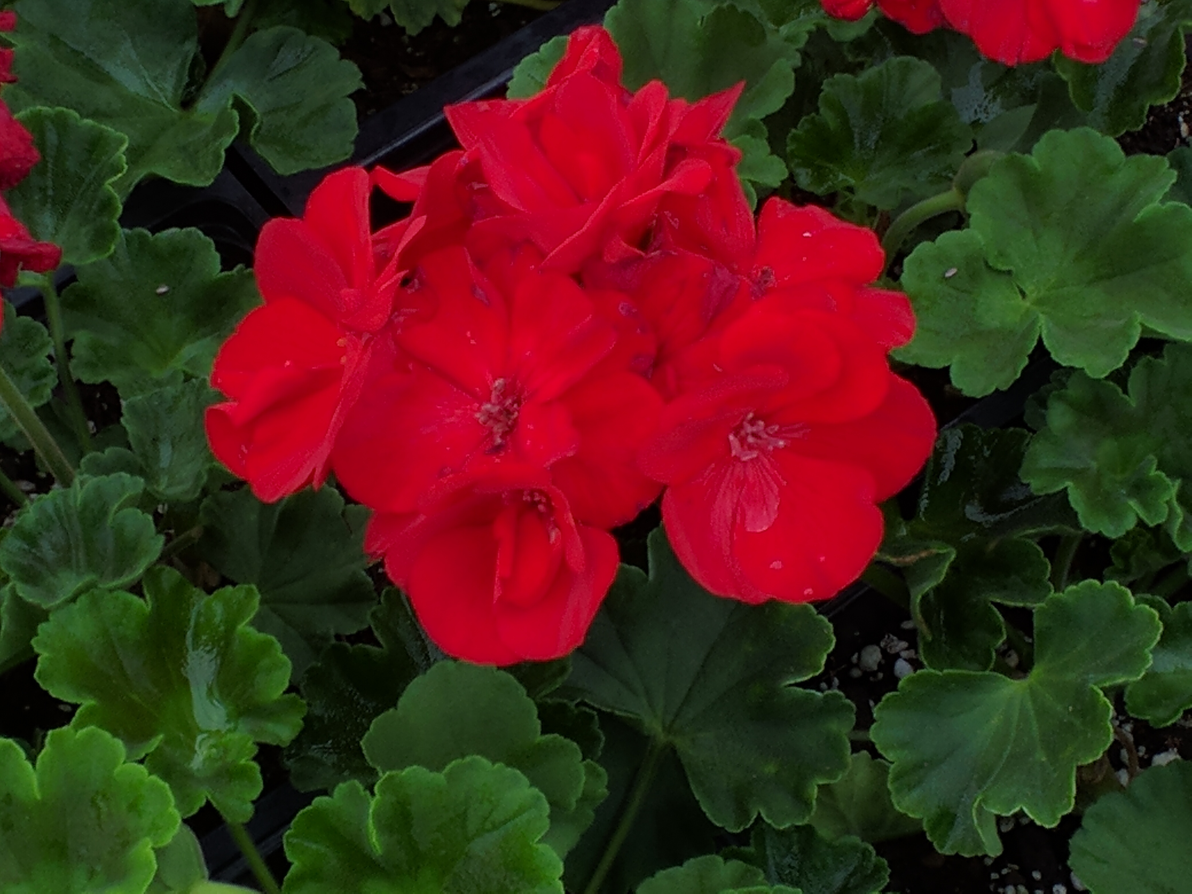 Pelargonium Hort Rocky Mt Royal Red